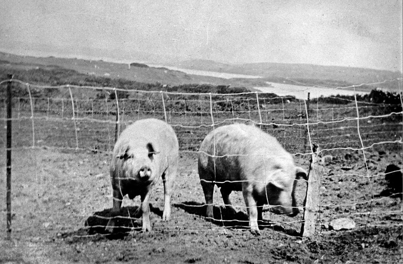 237b.-Pig-Tales-Squibby.jpg