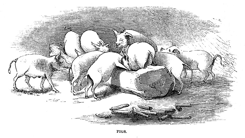 237d.-Pig-Tales-Harpers.jpg