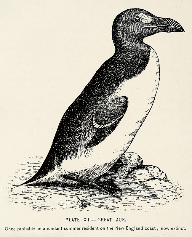 238a.-Great-Auk.jpg