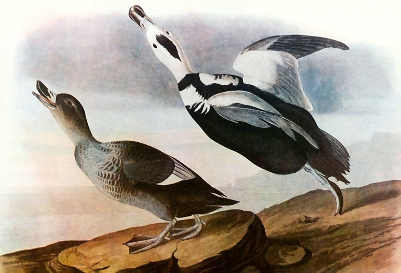 238b.-Labrador-Duck.jpg