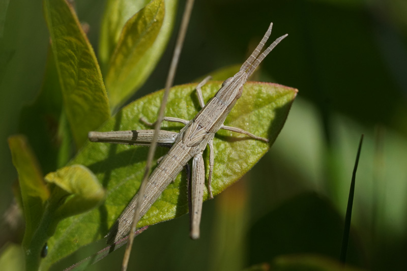 bunchgrass-grasshopper-1.jpg