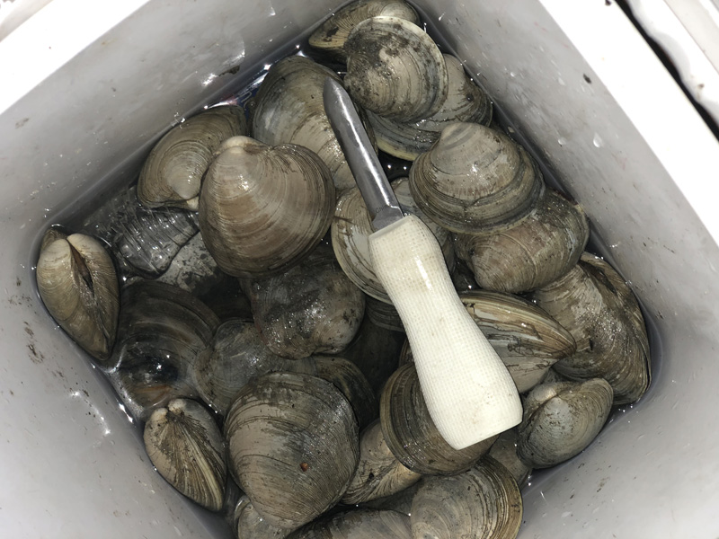 clam-and-knife.jpg