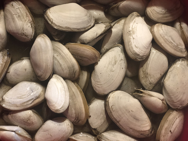 clams-close-up.jpg