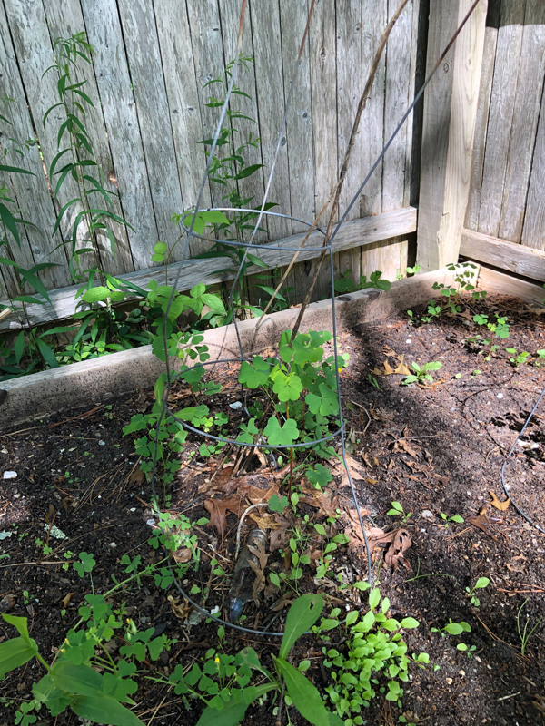 connie-berry-backyard-garden-2.jpg