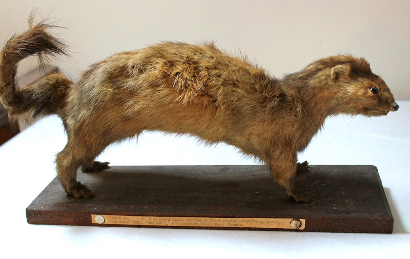 239b.-Perry-Stuffed-Mink.jpg