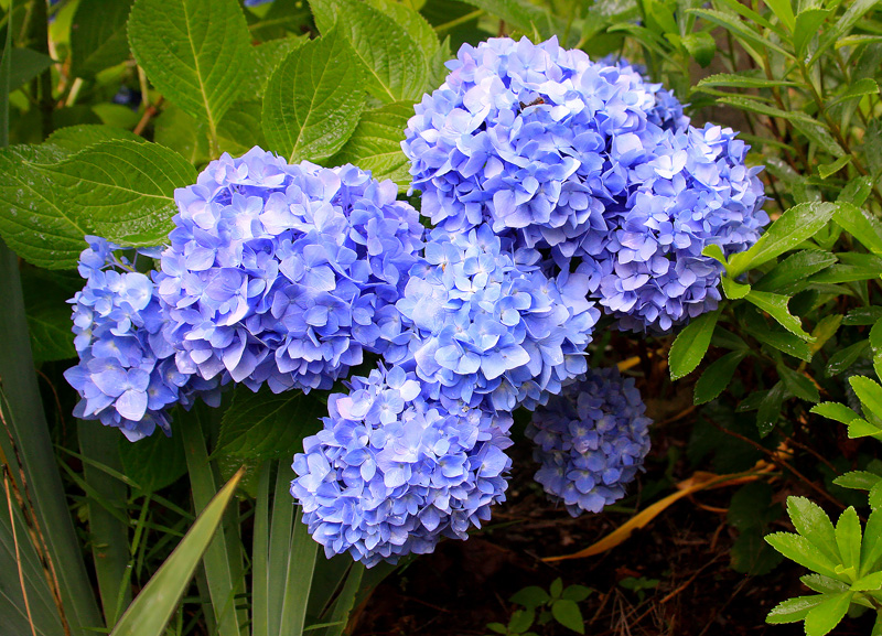 blue-hydrangea-flowers.jpg