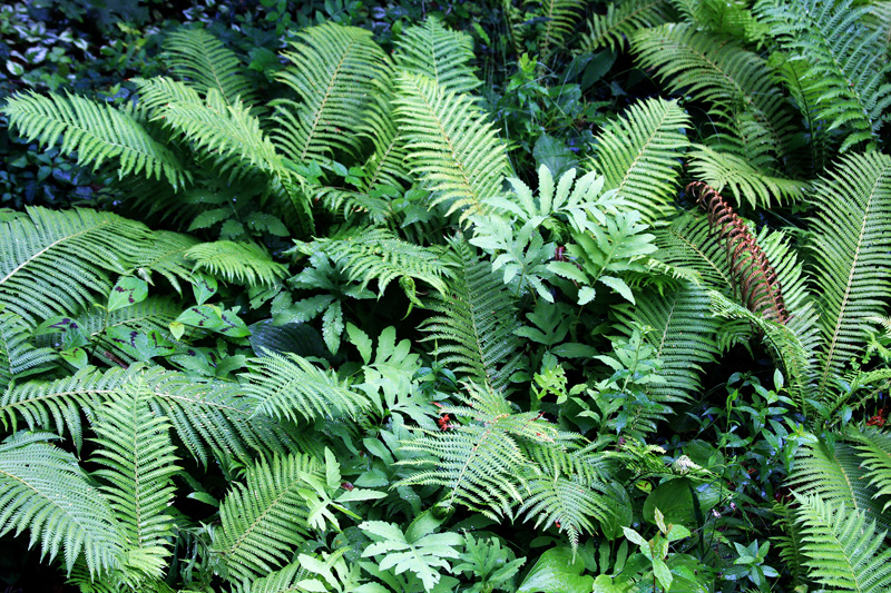 ferns-garden-full.jpg