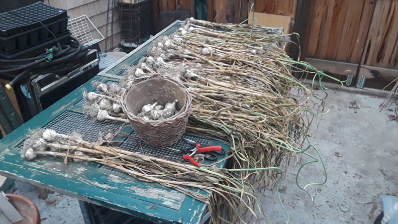 garlic-bulb-roots.jpg