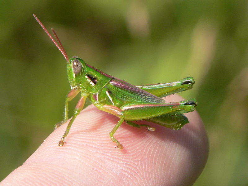 male-hesperotettix-grasshopper-edgartown.jpg