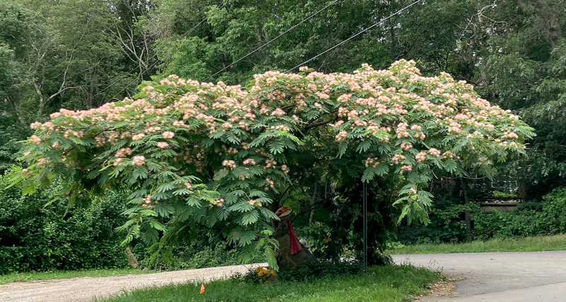 mimosa-tree.jpg