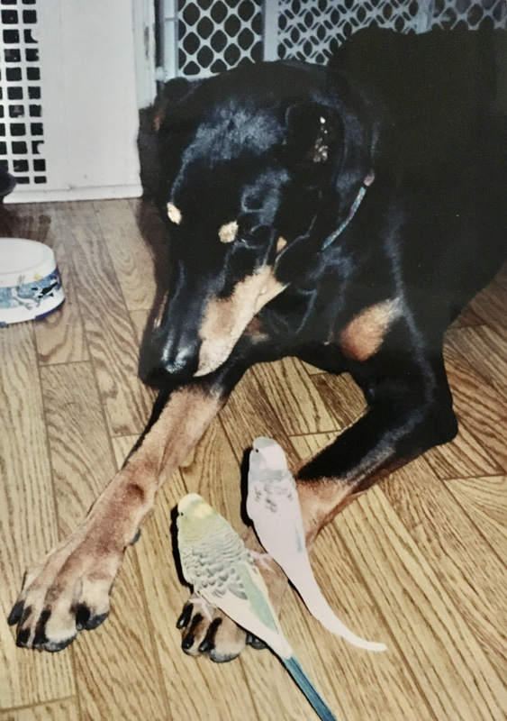 michelle-dog-two-birds.jpg
