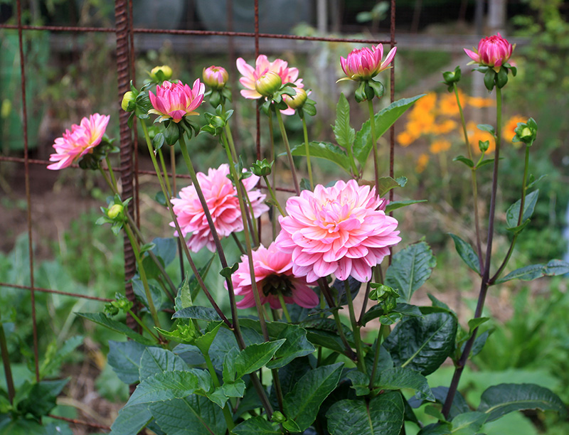 dahlias-flowers.jpg
