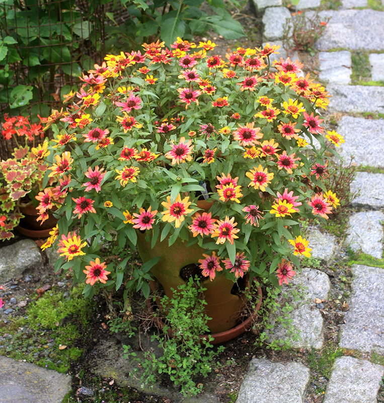 zinnias-flowers.jpg