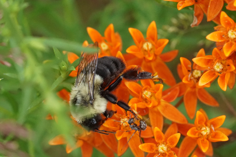bumble-bee-butterfly-weed.jpg