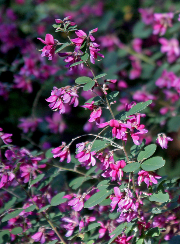 lespedeza-gibraltar-flowers.jpg