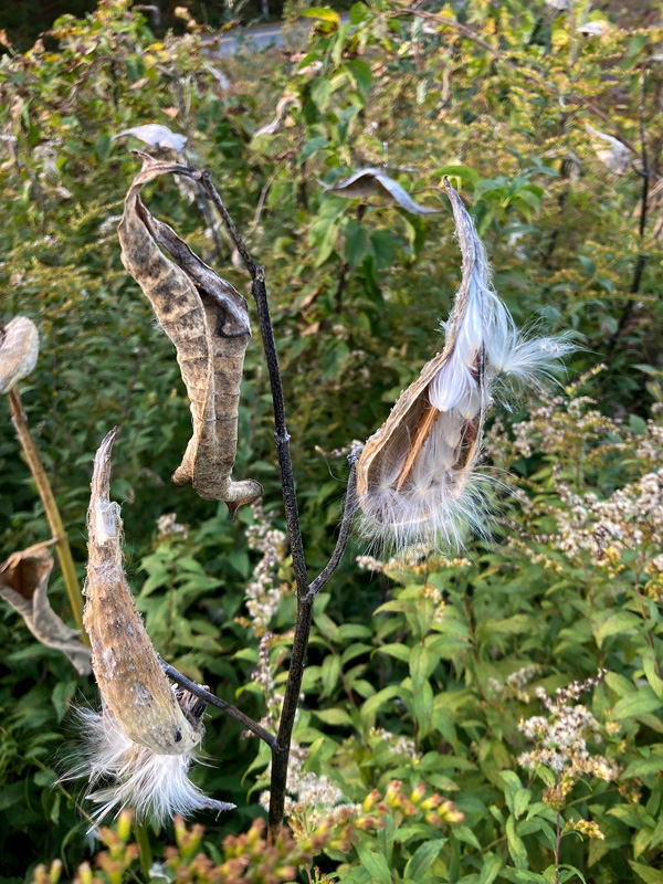 milkweed-pods-shedding-seed.jpg