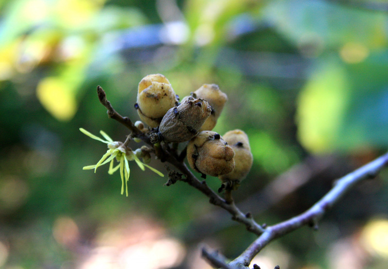 witch-hazel-seed-pod-flower.jpg