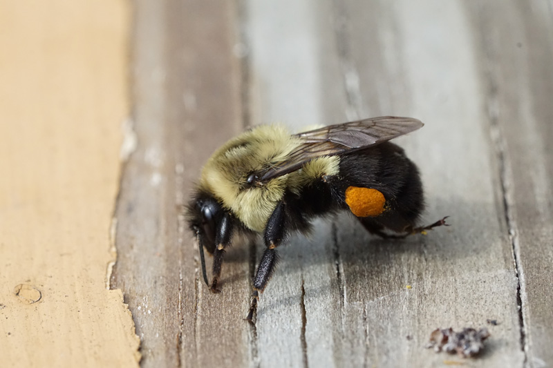 worker-bee-pollen-ball.jpg