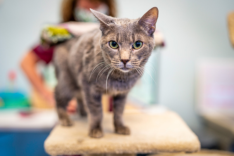 animal-shelter-of-mv.jpg