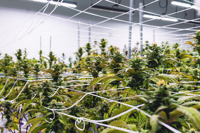 island-cannabis-plants-1.jpg