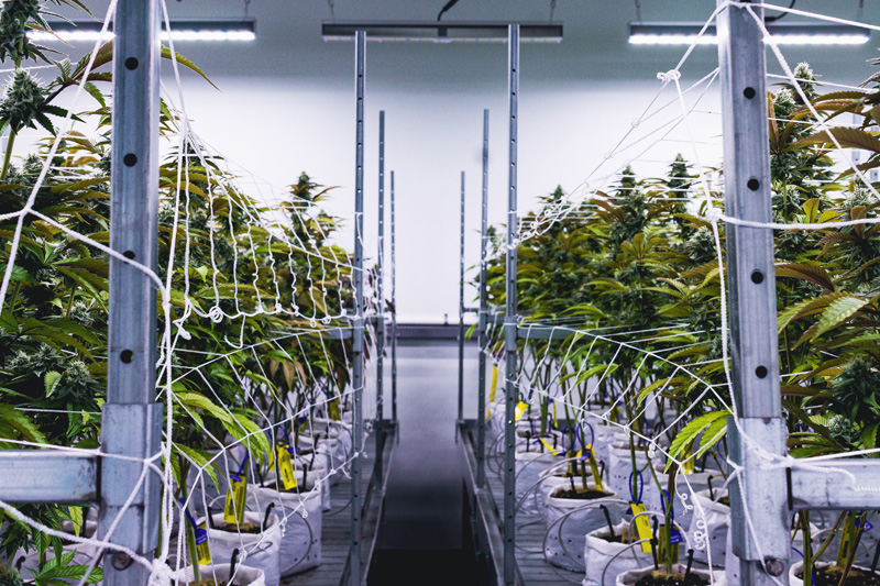 island-cannabis-plants-2.jpg