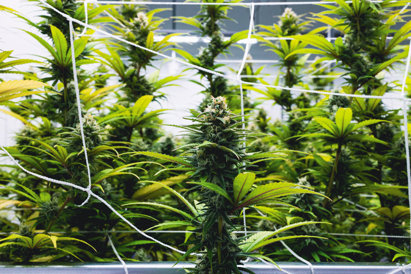 island-cannabis-plants-3.jpg