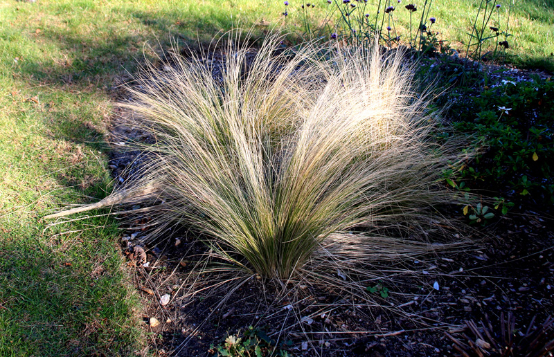 nassella-tenuissima-grass.jpg