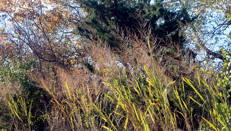 panicum-dallas-blues-grass.jpg