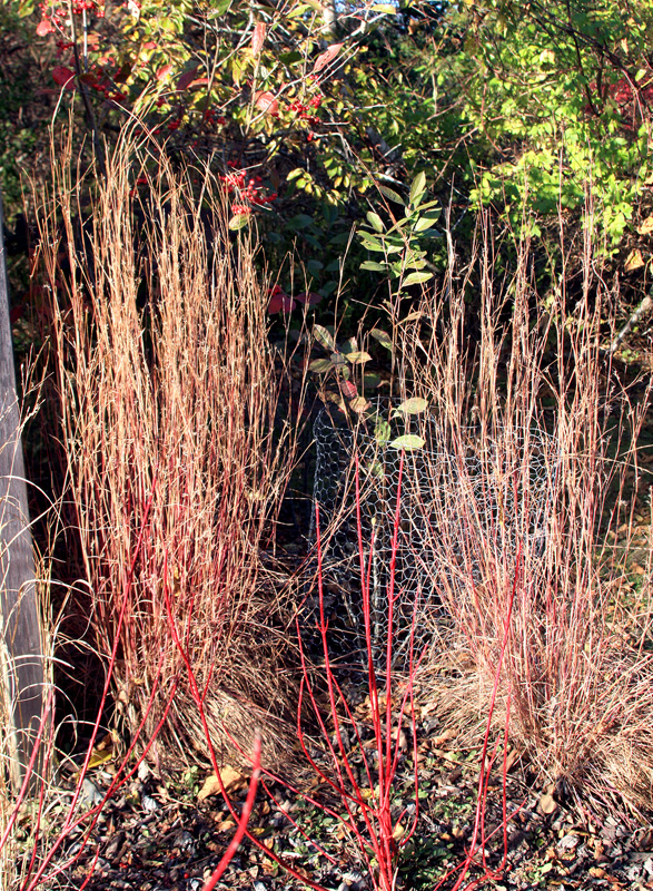 schizachyrium-scoparium-prairie-blues-grass.jpg