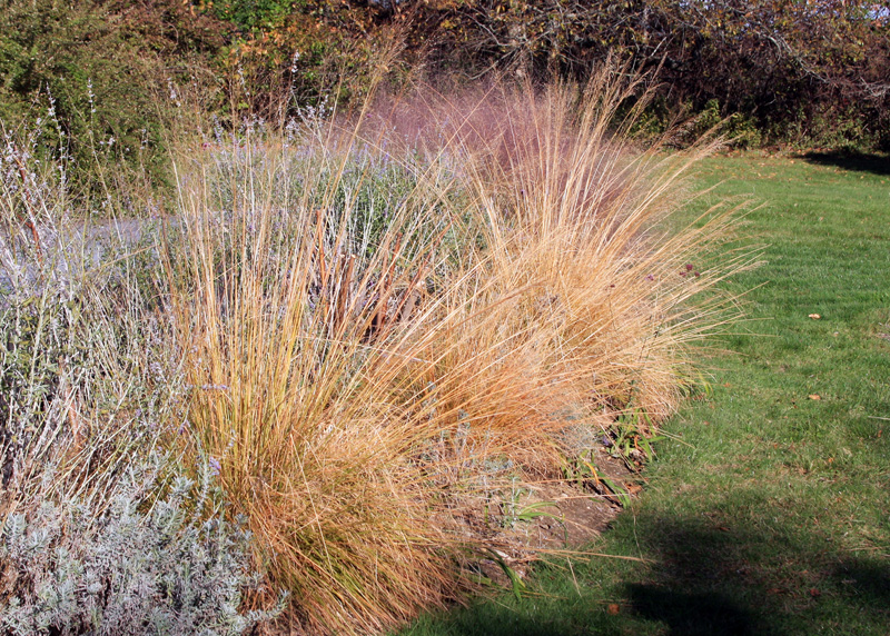 sporobolus-heterolepsis-grass.jpg