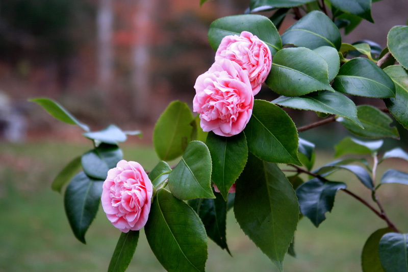 pink-camelia-flowers.jpg