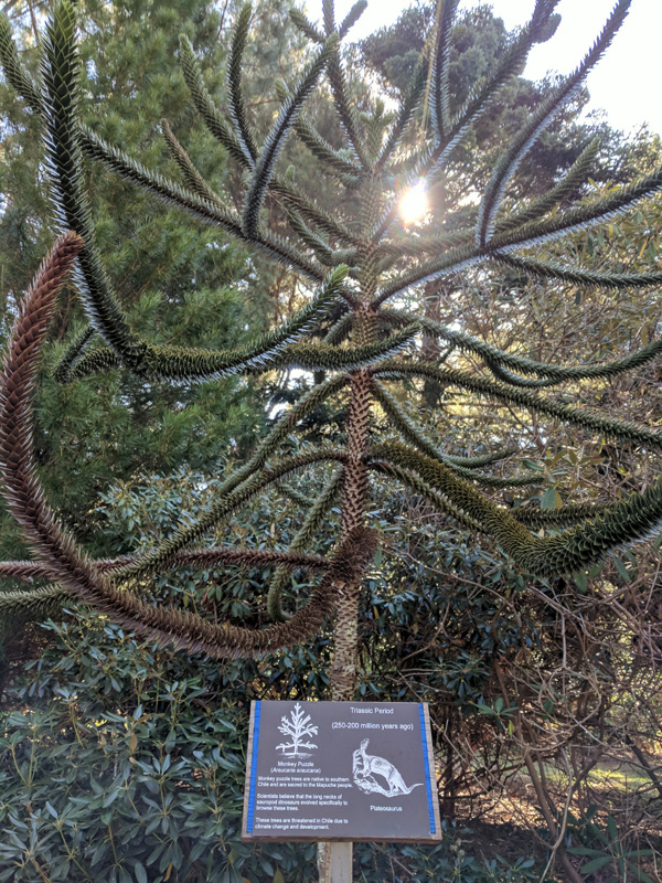 polly-hill-arboretum-dinosaur-trees-exhibit.jpg