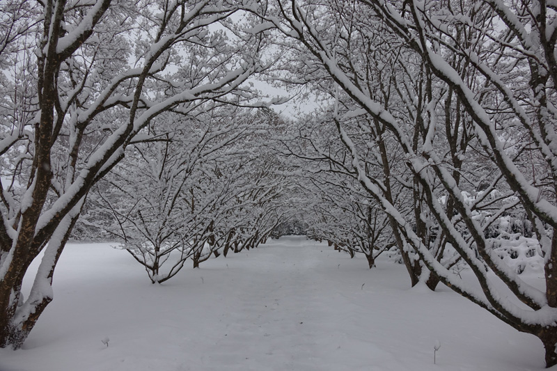polly-hill-arboretum-dogwood-tree-winter.jpg