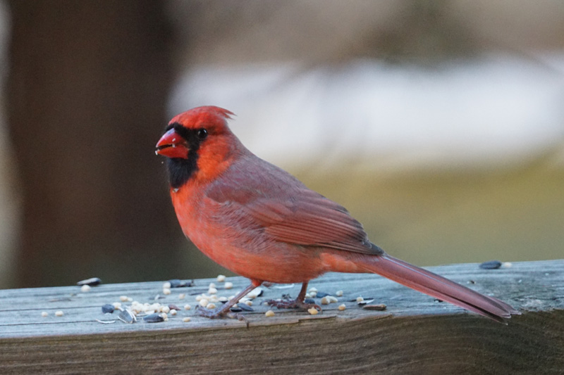 cardinal-male-bird-seeds.jpg