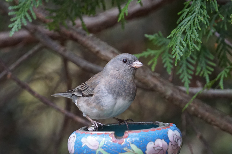 junco-bird-water-dish.jpg