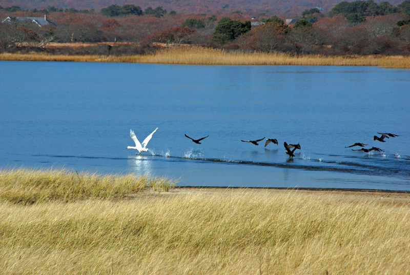 quansoo-swans- cormorants.jpg