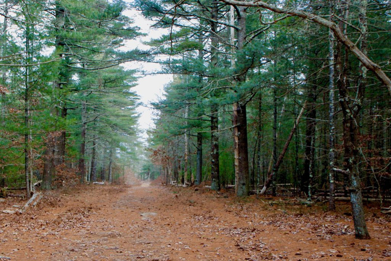 state-forest-path-pine-trees.jpg