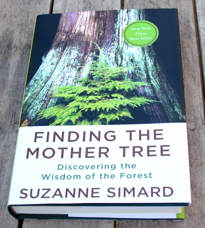 book-finding-the-mother-tree.jpg