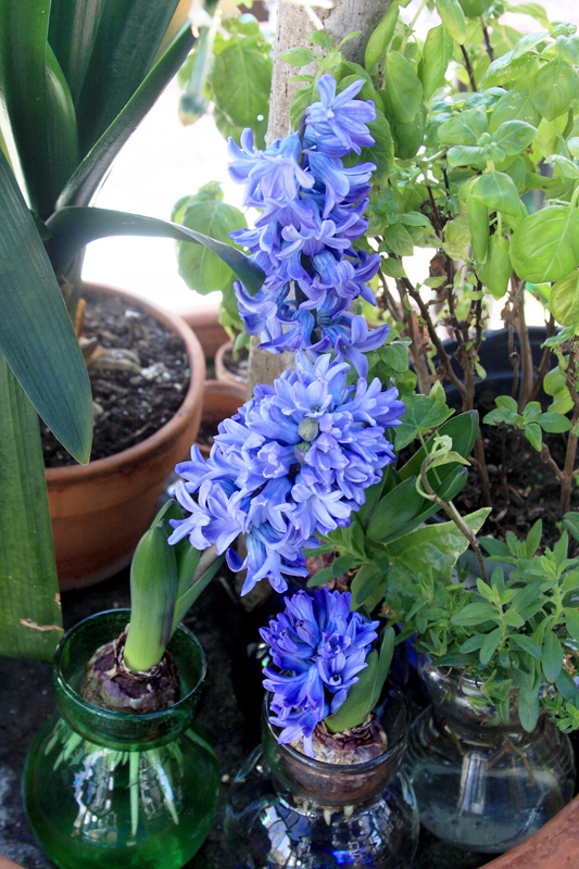 hyacinth-flowers.jpg