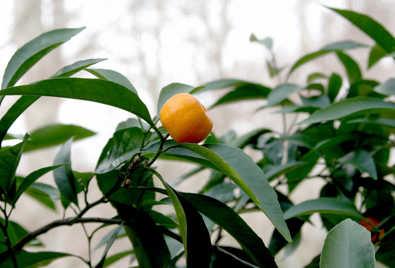 mandarin-kishu-seedless.jpg
