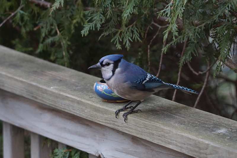 blue-jay-bird-1.jpg