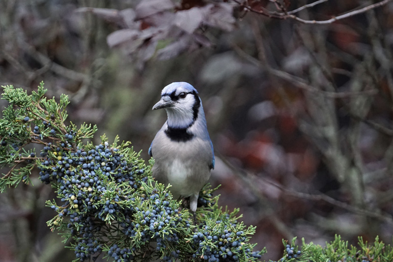 blue-jay-bird-2.jpg