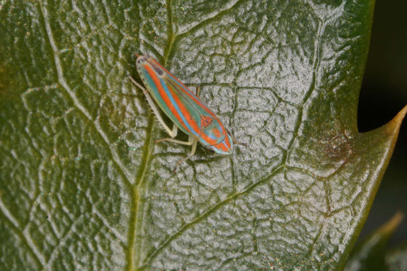 fly-scathaophaga.jpg