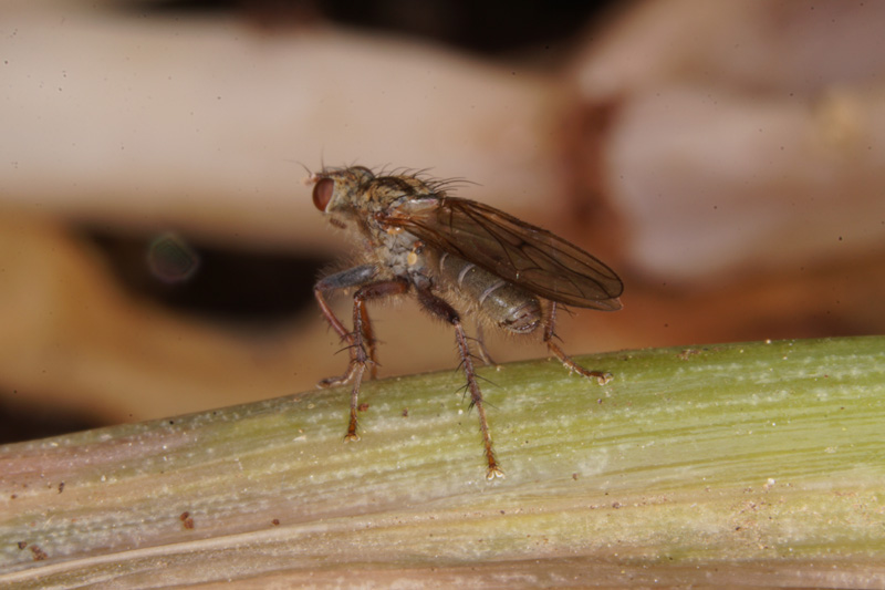 leafhopper-versuta.jpg