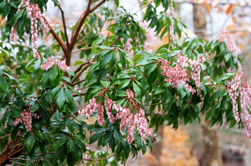 pieris-dorothy-wycoff.jpg