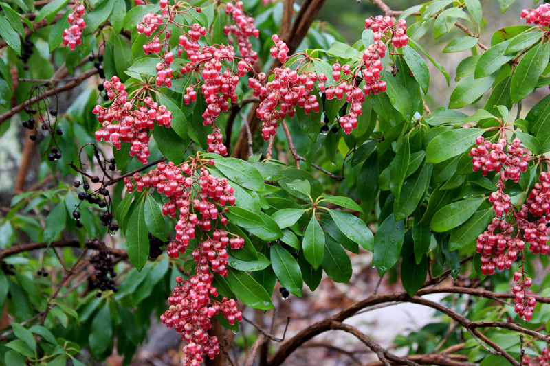pieris-valley-valentine.jpg