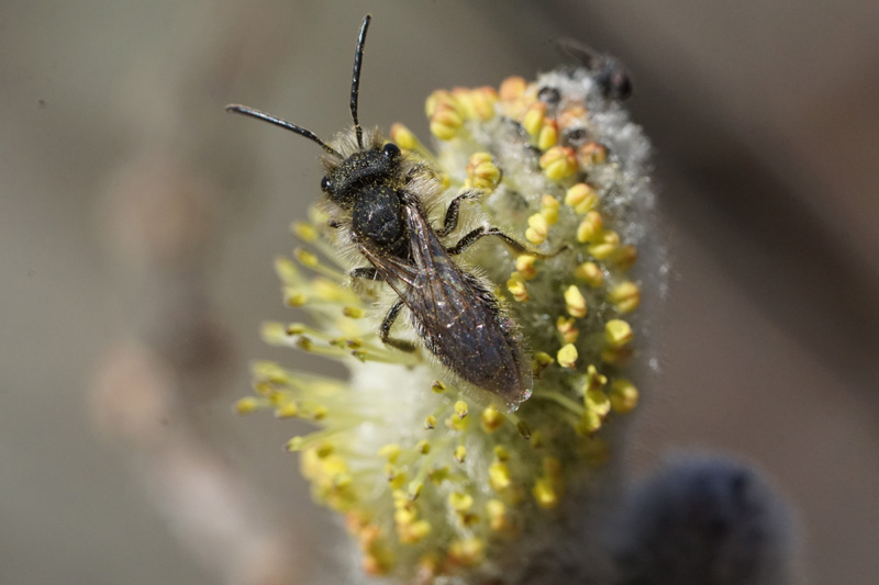bee-willow-catkin-1.jpg