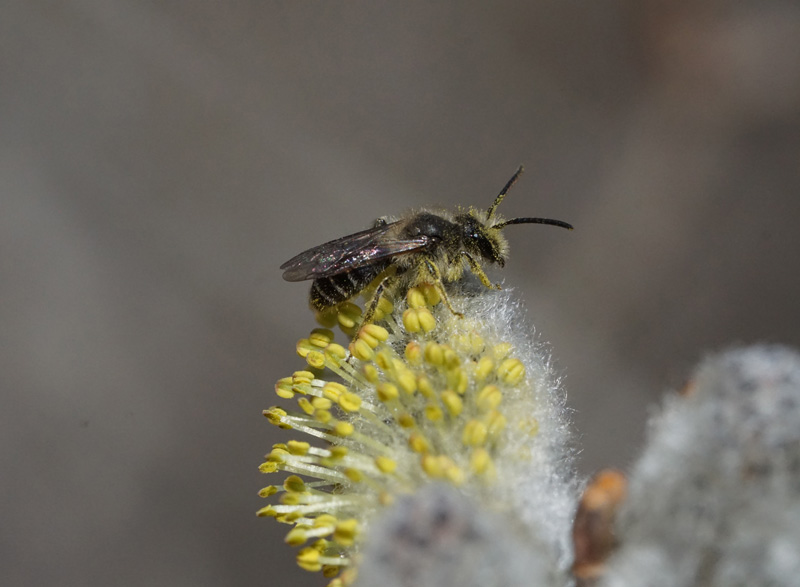 bee-willow-catkin-2.jpg
