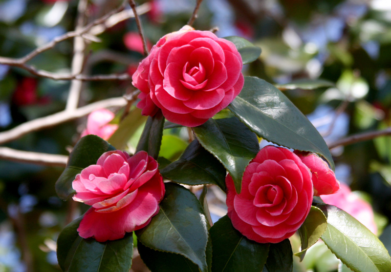 camellia-flowers.jpg