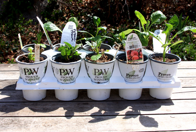 dahlia-flower-pots.jpg